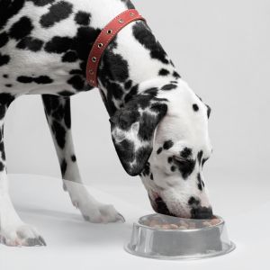 Canine Therapeutic Diet