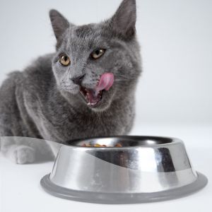 Feline Therapeutic Diet