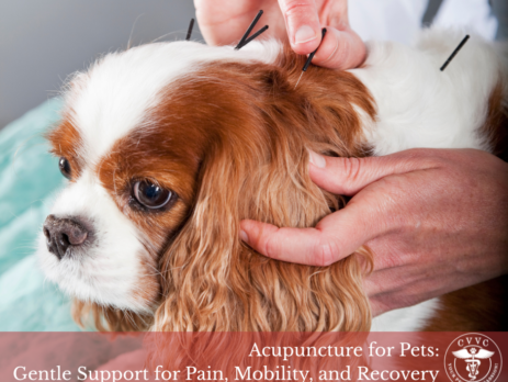 Pet acupuncture in Medicine Hat